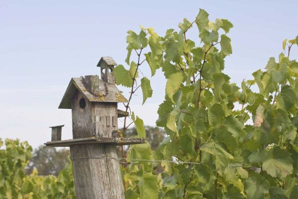 OR, Willamette Valley Birdhouse in vineyard